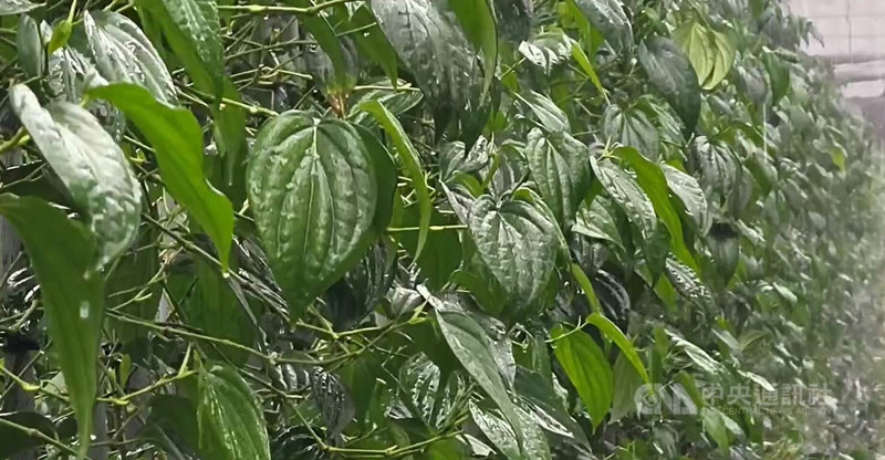 颱風巴威過境造成作物損害，農業部台東區農業改良場呼籲農民，儘速復耕、復建減少損失。荖葉為台東的主要經濟作物之一，葉面受到焚風影響嚴重，農民忙著補充水分。中央社記者盧太城台東攝  115年7月14日