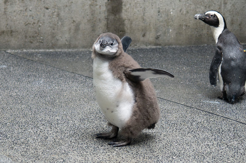 台北市立動物園說,5月中旬到6月底陸續迎來的6隻黑腳企鵝寶寶,第一隻破殼的寶寶已經1個多月大,體型明顯比其他大許多,也開始換毛。(台北市立動物園提供)中央社記者楊淑閔傳真 115年7月15日