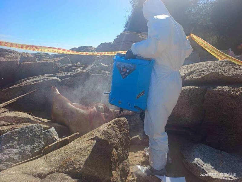 非洲豬瘟中央災害應變中心16日表示，金門縣金湖鎮新頭沙灘日前發現1頭海漂豬隻屍體，檢體經農業部獸醫研究所檢驗，確認為非洲豬瘟病毒核酸陽性。（防檢署提供）中央社記者汪淑芬傳真　115年7月16日
