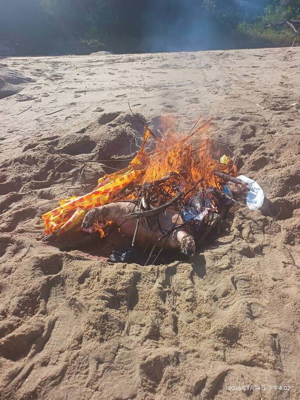 金門縣金湖鎮新頭岸際日前發現1隻海漂死亡豬屍，檢出非洲豬瘟病毒核酸陽性。圖為金門縣動植物防疫所人員赴現場執行檢體採樣及消毒作業後，就地焚化掩埋豬屍。（金門縣政府提供）中央社記者吳玟嶸傳真　115年7月16日
