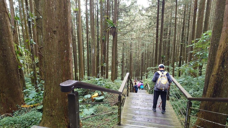 嘉義縣竹崎鄉奮起湖位於阿里山國家風景區內,步道周邊林木參天,是國內知名景點,遊客眾多。阿里山國家風景區管理處表示,正積極評估考慮增設公廁。(觀光署提供)中央社記者蔡智明傳真 115年7月17日