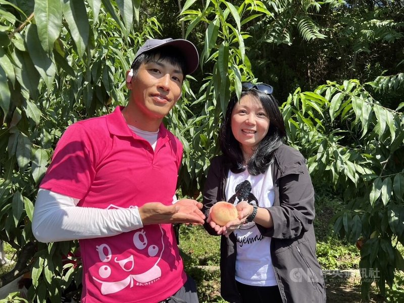 近年台灣旅客赴日旅遊熱潮延續,業者觀察,隨著重遊比例提高,也讓日本深度慢遊成為新趨勢。圖為台灣虎航董事長黃世惠(右)在日本岡山體驗採果。中央社記者黃巧雯攝 115年7月18日