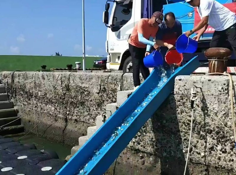 澎湖區漁會以國軍敦親睦鄰經費購置10萬尾魚苗，21日在馬公鎖港等6處海域放流，盼增裕近海漁業資源，也展現軍民攜手守護海洋資源的新里程碑。（澎湖區漁會提供）中央社　115年7月21日