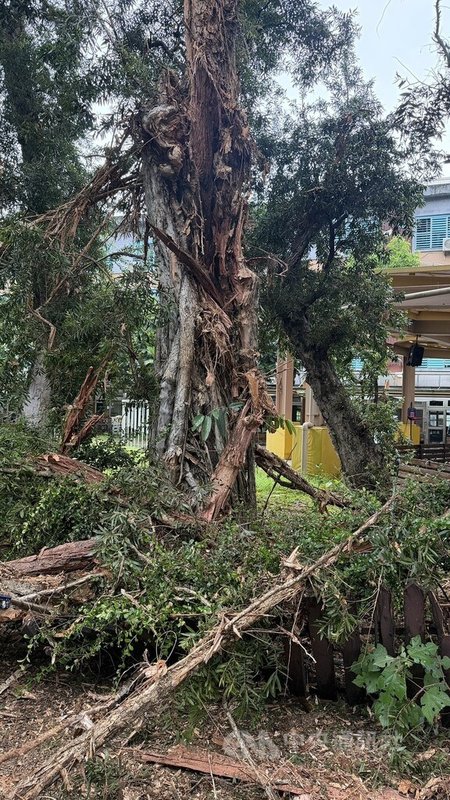 台北市警方21日獲報，指中正區愛國西路、中山南路口有路樹遭雷擊傾倒，斷木殘枝占據人行道，所幸無人受傷。（翻攝照片）中央社記者黃麗芸傳真　115年7月21日