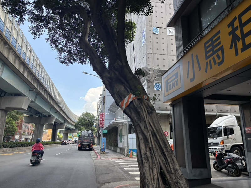 網傳行道樹上綁紅白色警示帶為市府砍樹的記號，台北市工務局公園處24日澄清，部分行道樹主幹因樹形發展等出現歪斜，可能影響道路淨空，因此設置警示帶提醒用路人注意。（台北市工務局提供）中央社記者葉蓁芸傳真　115年7月24日