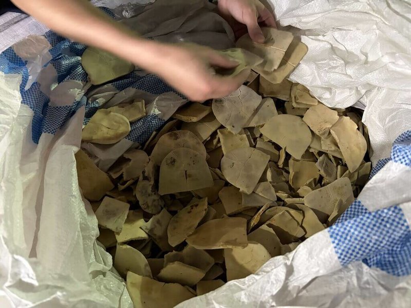 警政署保安警察第三總隊日前在基隆關查驗貨物時，攔截一批從印尼企圖走私入境的二級保育類「安布閉殼龜」龜板，總重達5.3噸，全案依違反野生動物保育法送辦。（保安警察第三總隊提供）中央社記者沈如峰基隆傳真　115年7月24日