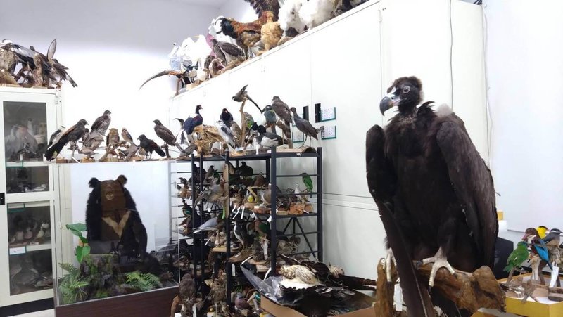 農業部生物多樣性研究所建立目前台灣鳥類最完整標本典藏庫，這是生多所這13年透過公民參與方式打造。（生多所提供）中央社記者汪淑芬傳真　115年7月24日