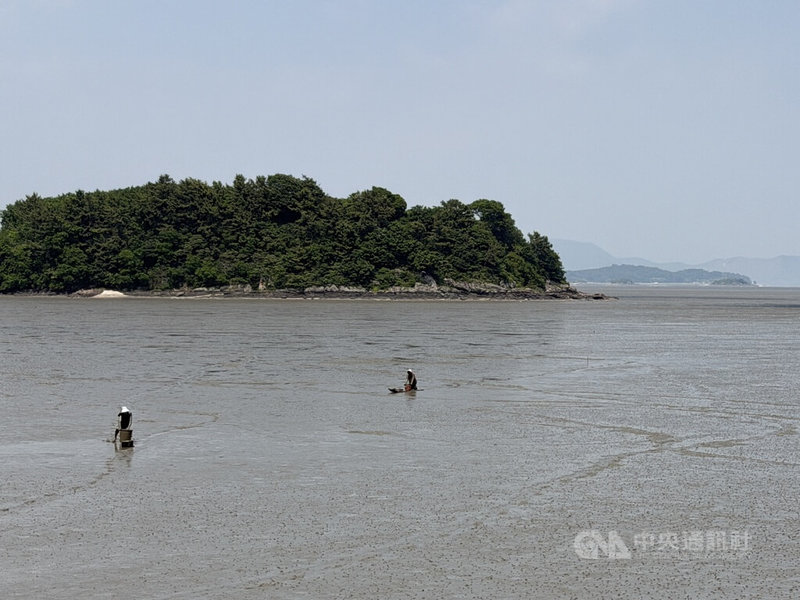 「韓國泥灘」第2階段擴大登錄聯合國教科文組織世界遺產，25日順利通過，擴大為由6個部分構成的連續性世界遺產。圖為全羅南道高興郡的竹岩里泥灘。中央社記者楊啟芳高興郡攝　115年7月25日