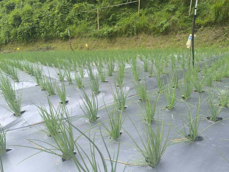 青蔥怕熱，夏季不易吃到便宜又高品質的青蔥，農業部桃園農業改良場在新竹尖石鄉高山上的高麗菜產區，推廣青蔥轉作，盼穩定夏季供需。（桃園農改場提供）中央社記者汪淑芬傳真  115年7月28日