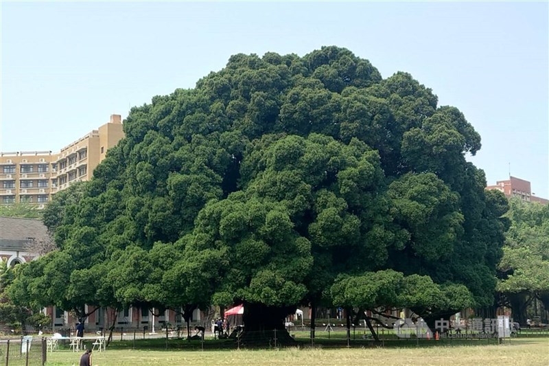 圖為國立成功大學光復校區內榕樹。（中央社檔案照片）