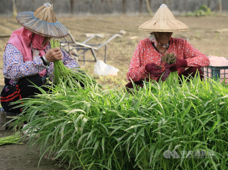 農退儲金擴大適用　勞保國保務農者8月起可提繳 | 生活 | 中央社 CNA