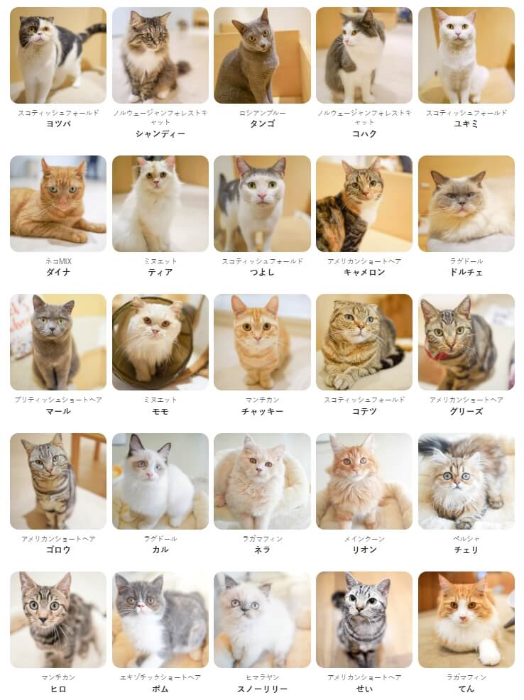 熊本AEON商場內貓咪咖啡廳Cat Cafe MOFF表示，店內25隻貓咪全數獲救。（圖取自Cat Cafe MOFF網頁moff-moff.jp）