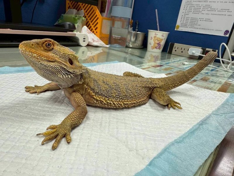 桃園市政府動物保護處將於8月1日舉辦非犬貓特殊寵物認養活動,包含鬃獅蜥等共15隻,有意認養者須設籍桃園市、年滿18歲,並具備特殊寵物飼養能力。(動保處提供)中央社記者葉臻傳真 115年7月30日