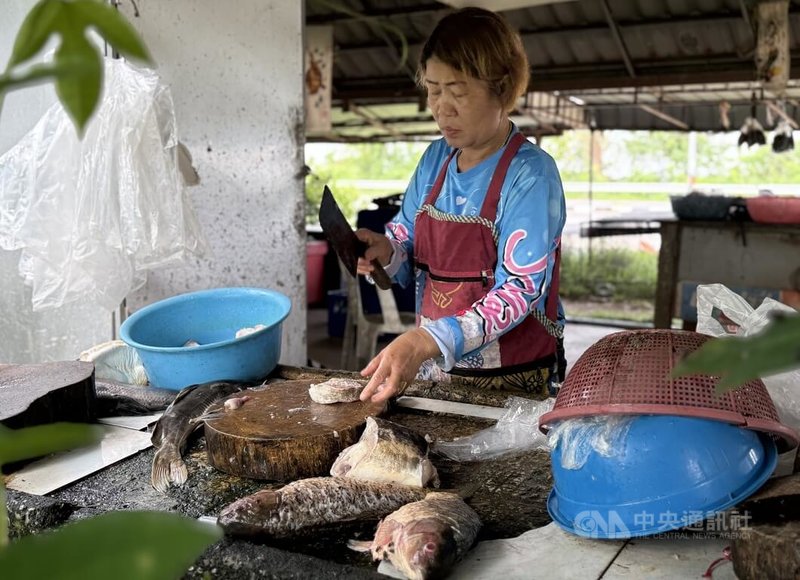 泰國62歲魚販端猜處理魚貨，清理魚隻內臟。她表示，重金屬污染疑慮傳出後，生意幾乎瞬間崩跌。中央社記者李宗憲攝　115年7月30日