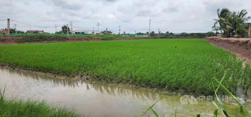 越南九龍江平原在淡水季時，農民會結合「粗放式養殖」的淺坪養殖，在田地周圍挖出溝渠，把魚蝦養在溝渠中，直到10月左右開始收割水稻時，也同時收成池裡的魚蝦。圖為南越典型農業區檳椥。中央社記者曾婷瑄檳知攝　115年7月30日