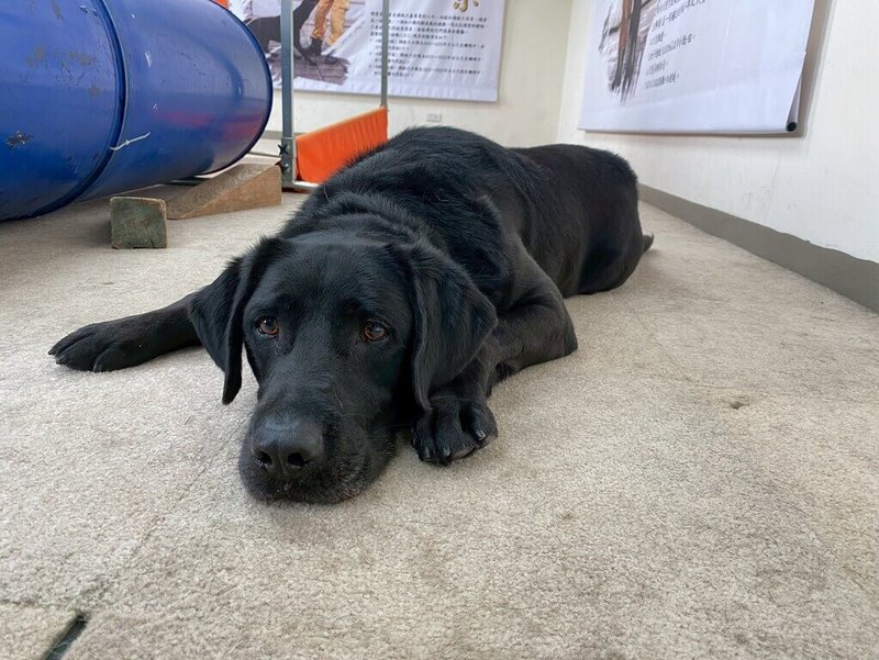 台北市消防局3日表示，8歲的黑色拉布拉多搜救犬Matt（雄性）因達服勤年限，即起開放寄養申請。（台北市消防局提供）中央社記者黃麗芸傳真　115年8月3日