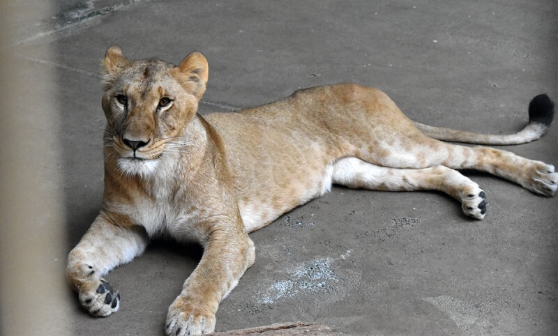 日本東京多摩動物公園近日有3隻獅子疑似因高溫接連死亡，圖為7月28日過世的獅子「小麥」。（圖取自多摩動物園網頁tokyo-zoo.net）