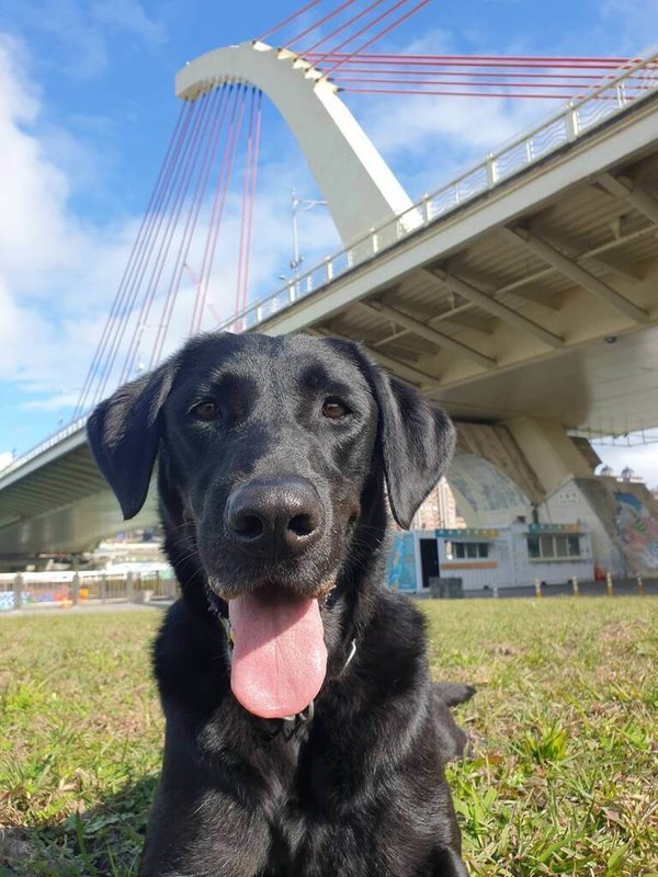 台北市消防局3日表示,黑色拉布拉多搜救犬Olina(雌性)年滿8歲達服勤年限,開放寄養申請;希望卸下任務後,也能自在奔跑、安心休息,享受幸福退休生活。(台北市消防局提供)中央社記者黃麗芸傳真 115年8月3日