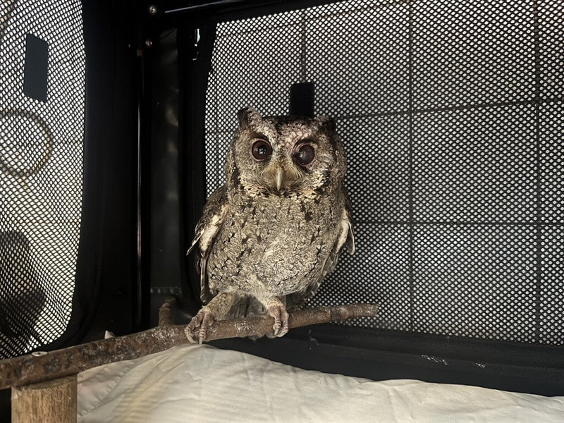 新竹縣野生動物救傷中心六福村站8月4日國際貓頭鷹意識日說，春、夏季野鳥育雛及幼鳥學飛，如果發現貓頭鷹幼鳥落地，應先保持距離觀察，避免過度介入，增加幼鳥與親鳥分離風險。（六福村提供）中央社記者郭宣彣傳真　115年8月4日