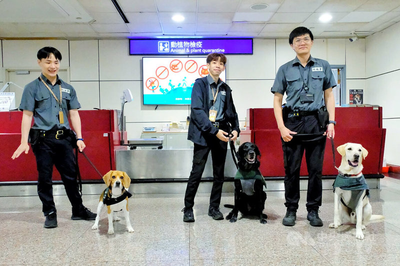 桃園國際機場檢疫犬凶狠表情的諧音哏宣導海報，引起台日網友熱議。防檢署近日推出第3代限量檢疫犬貼紙，以18隻檢疫犬為主角，除了經典款還有新表情，旅客若協助訓練就可獲得其中一款。中央社記者吳睿騏攝　115年8月6日