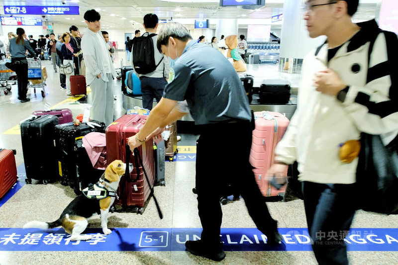 農業部動植物防疫檢疫署桃園分署桃園機場檢疫站提醒，檢疫犬執勤時正專心「上班」，民眾切勿靠近逗弄或近距離拍照，以免檢疫犬從工作模式切換成玩樂模式，影響檢疫效率。中央社記者吳睿騏攝　115年8月6日
