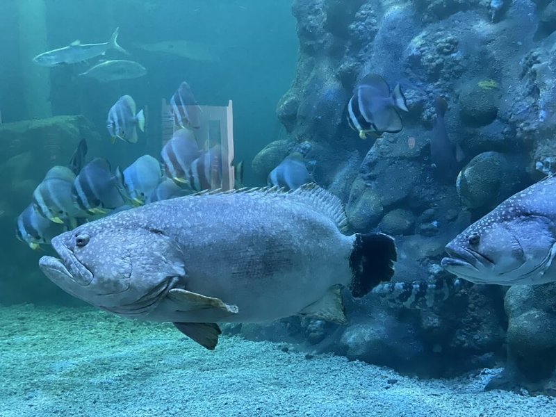 澎湖水族館鎮館石斑疤哥辭世 33年生命旅程落幕 | 地方 | 中央社 CNA