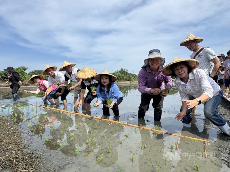 雲林縣西螺鎮農會8日揪200名親子下田「趣」，接觸泥土與秧苗，從實際體驗中認識稻作文化，感受農村生活踏實與樂趣，也更懂珍惜每粒米背後辛勞。中國國民黨籍立法委員張嘉郡（藍色外套者）也下田體驗。　中央社記者姜宜菁攝　115年8月8日