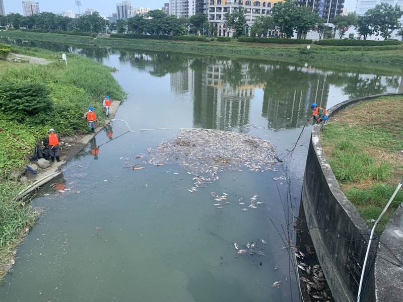 高雄後勁溪及右昌排水出現死魚群，水利局表示，獲報後已連夜進場清理；截至12日上午，右昌排水出水口魚屍已全數清除；後勁溪部分魚屍因卡於河岸草叢，目前在右昌橋附近設攔污索集中魚屍，由工班打撈清運。（高雄市水利局提供）中央社記者蔡孟妤傳真　115年8月12日