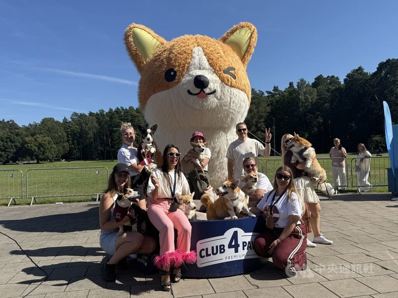 立陶宛年度盛事第5屆「柯基犬賽跑」15日在首都維爾紐斯文吉斯公園登場，吸引來自9個國家、共150隻柯基犬參賽。圖為參賽者與活動現場4公尺高的柯基犬玩偶合影。中央社記者游堯茹維爾紐斯攝　115年8月16日