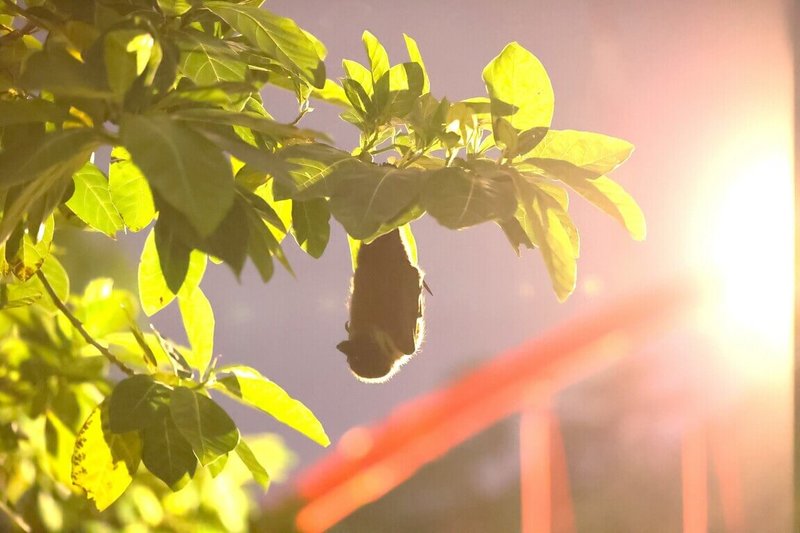 瀕臨絕種的台灣狐蝠目前在台灣族群數量稀少，分布於綠島、龜山島，全台族群估計僅約500隻，而台灣本島目前只有花蓮市有穩定居留族群。（花蓮縣政府農業處提供）中央社記者李先鳳傳真　115年8月18日