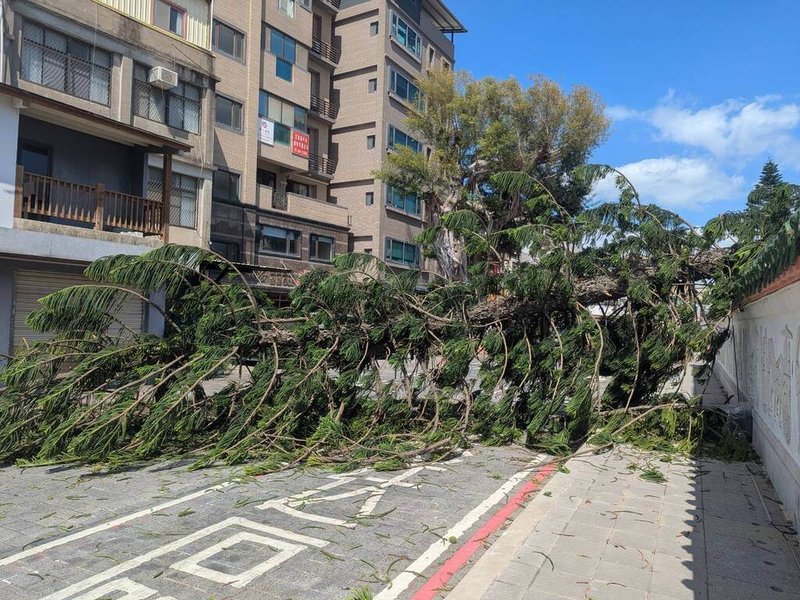 金門縣金城鎮中正國小校園內的南洋杉19日倒塌，斷樹橫跨路面，一度影響周邊車輛通行，金門縣林務所人員已至現場排除清運。（金門縣林務所提供）中央社記者吳玟嶸傳真　115年8月19日