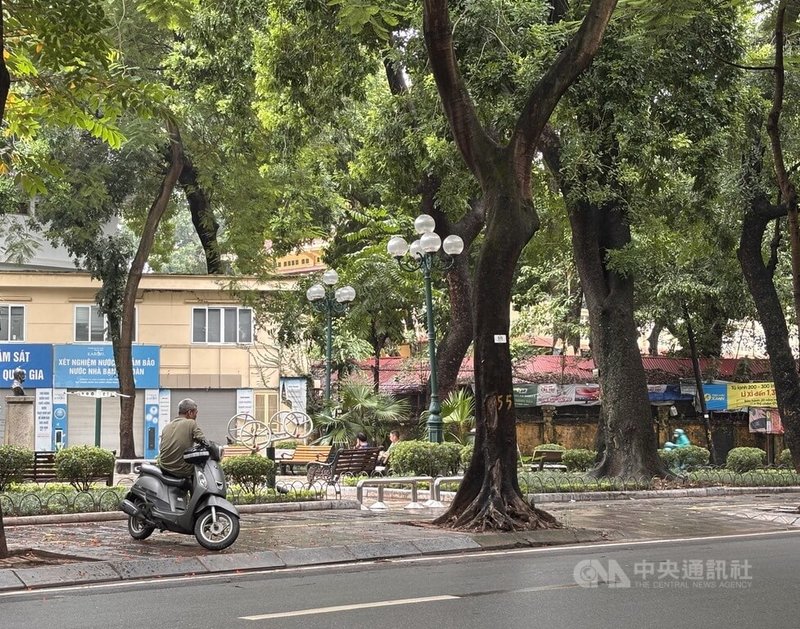 越南前國會議員一年前開車撞死一位花樣少女，事發地點車子撞上的大樹如今成為越南年輕人動員的象徵，網友稱其為「正義之樹」或「55號樹」。年輕世代前來悼念的花海已被清空，不再允許擺放花束。中央社記者曾婷瑄河內攝　115年8月22日