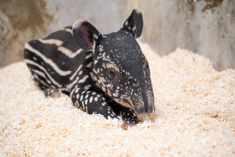 台北市立動物園表示，日前出生的馬來貘女寶寶，經獸醫檢查外觀正常，臍帶也收得很好，體重約8.6公斤，體長72.5公分，頭長23.8公分。（台北市立動物園提供）中央社記者楊淑閔傳真　115年8月24日