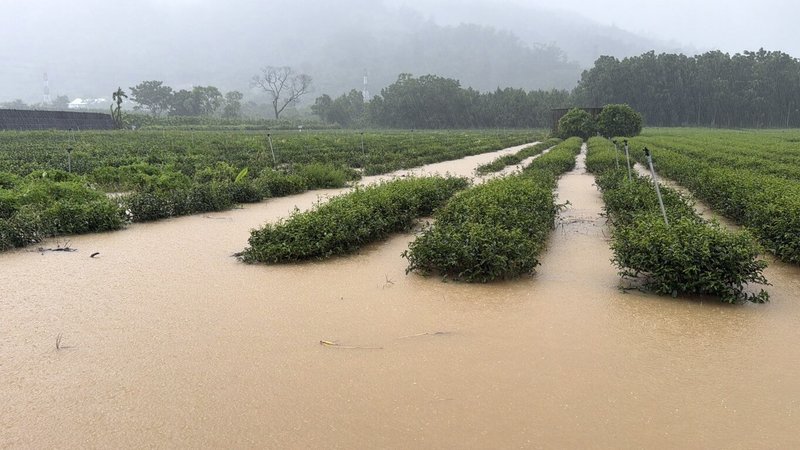 台東縱谷地區23日入夜後雨勢未歇，多處積水，灌溉溝渠溢流夾帶雜木、砂石的滾滾黃水流入農田、茶園。（民眾提供）中央社記者李先鳳傳真　115年8月24日