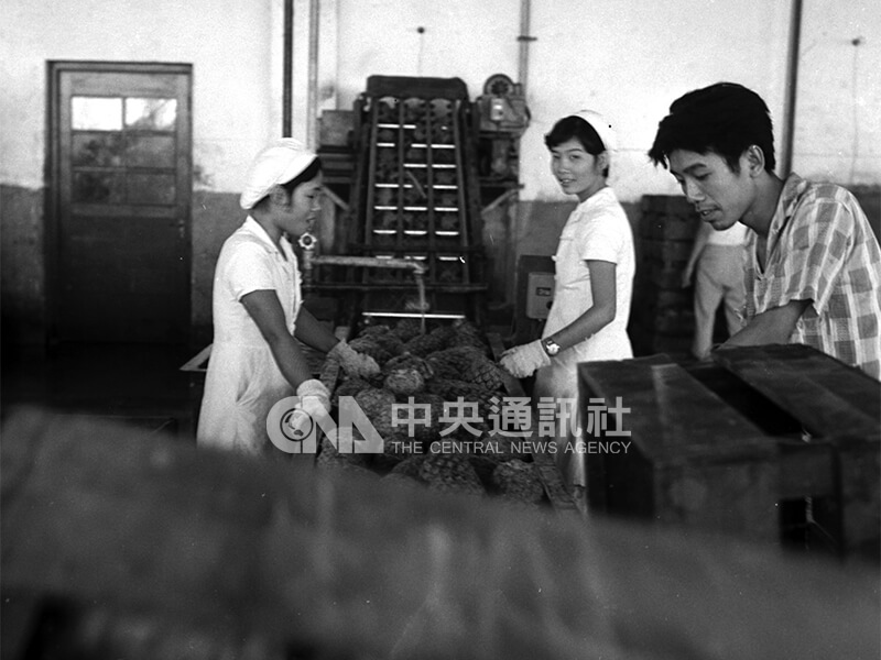 鳳梨經清洗後,由人工進行揀選以維持優良品質。中央社記者秦炳炎攝 49年8月26日