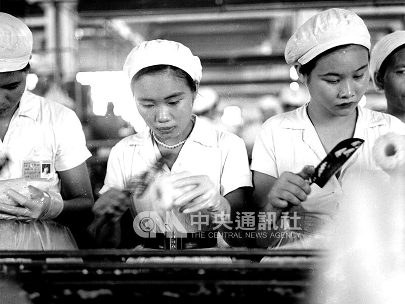 女作業員們正以水果刀做初步的去蒂頭修型。中央社記者秦炳炎攝 49年8月26日