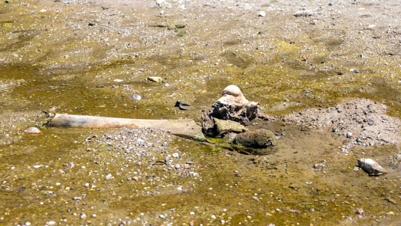 保加利亞北部多瑙河遭遇乾旱，近日河水退去後露出長毛象骨。（Lyuboslav Yordanov/Slivo pole municipality/Handout via 路透社）