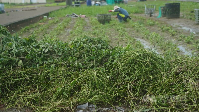 近日中南部豪雨造成農業損害，農業部26日最新統計，災損金額已達新台幣1億829萬元，其中高雄市約占940萬元。圖為高雄市梓官區受災田邊堆滿爛掉的菜葉。中央社記者董俊志攝　115年8月26日