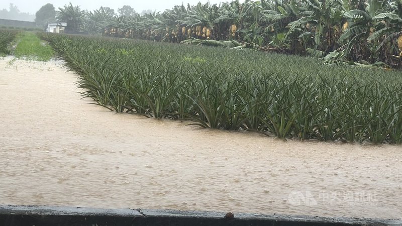低壓帶及西南風豪雨，台東連4天累積雨量超過500毫米，26日雨勢緩和，台東區農業改良場呼籲農友儘快復耕和復建，減少損失。圖為鹿野鄉鳳梨田淹水情形。中央社記者盧太城台東攝　115年8月26日