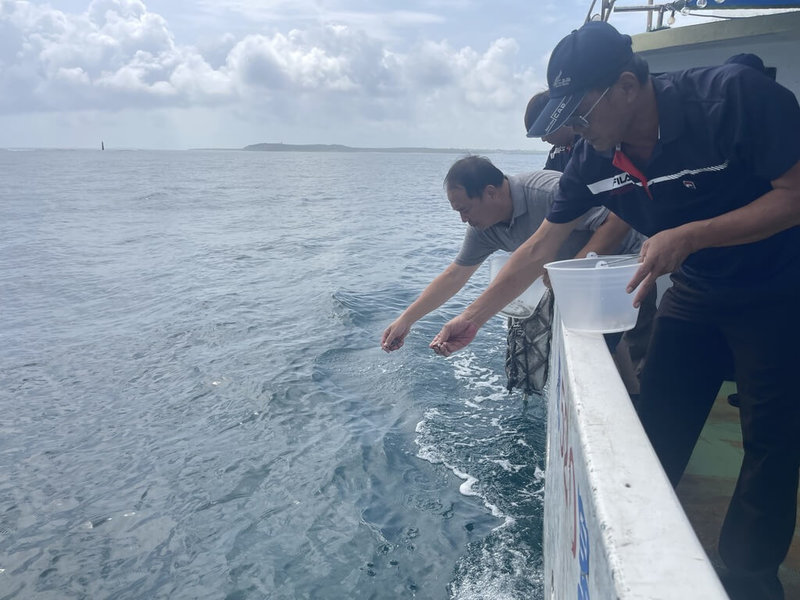 澎湖區漁會27日在澎湖北海及東海等多處珊瑚礁地形海域,放流14萬顆鐘螺幼螺,期透過幼螺放流及種螺自然繁殖,逐步增加澎湖沿岸鐘螺族群數量,為海洋漁業資源注入新生力量。(澎湖區漁會提供)中央社 115年8月27日