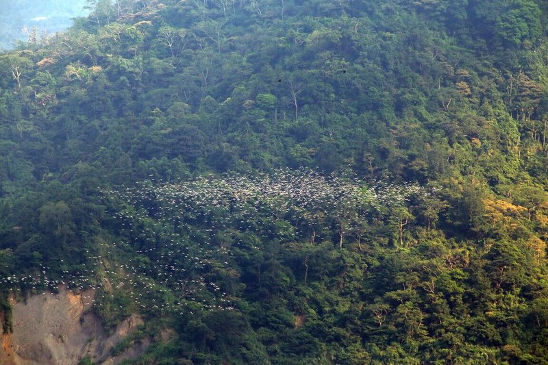 嘉義山區年度生態盛事「萬鷺朝鳳」已揭開序幕，近日太興村民陸續拍到成群的黃頭鷺，沿著生毛樹溪谷由北往南移動。（嘉義縣文觀局提供）中央社記者蔡智明傳真　115年8月27日