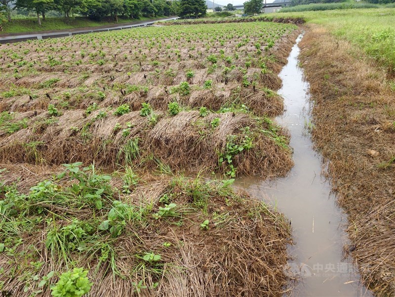 圖為苗栗杭菊因6、7月連續強降雨導致遲發性災損。（中央社檔案照片）