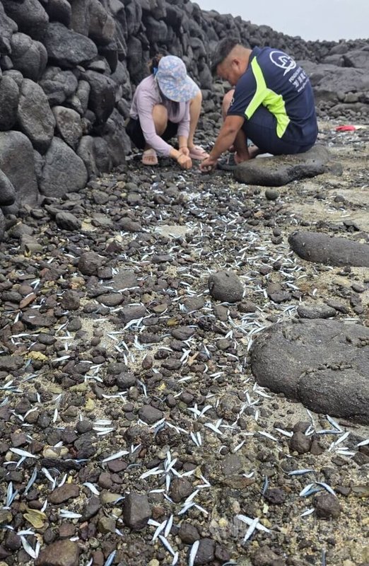 澎湖五德沿岸海域一處石滬，26日海水退潮時，出現有大量的小扁鰛魚受困擱淺在滬內礁岩，吸引民眾前往撿拾。中央社  115年8月27日