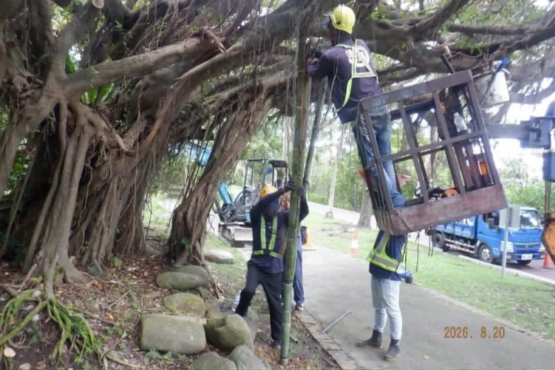 花蓮兩潭自行車道鄰近鳥踏石公園、米崙車站路段2棵傾斜老榕樹，縣府以粗竹管包覆並引導部分氣根向下生長，待氣根茁壯、自然增厚，就可逐步取下人工支架，讓老樹回歸自然生長狀態。（花蓮縣府提供）中央社記者張祈傳真　115年8月29日