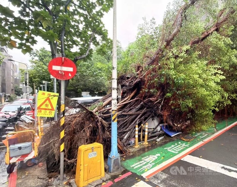 台北市3日下午下大雨，警消獲報在青田街附近一處私人停車場內有一棵約10公尺高樹木倒塌，壓到場內4輛自小客車，所幸未影響交通也未釀傷亡。（翻攝畫面）中央社記者劉建邦傳真　115年9月3日