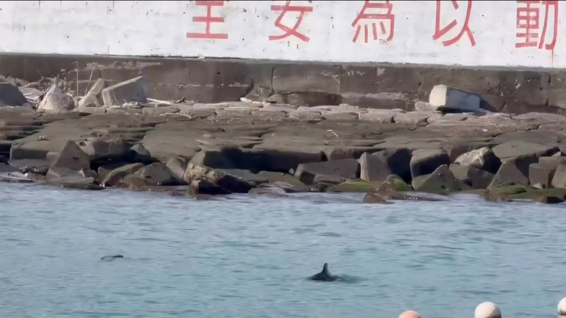 小琉球杉福漁港5日一早出現1隻鯨豚，在港區逗留數小時，引發不少民眾圍觀，趕緊記錄難得嬌客。（脆帳號@_sea_0502提供）中央社記者黃郁菁傳真　115年9月5日
