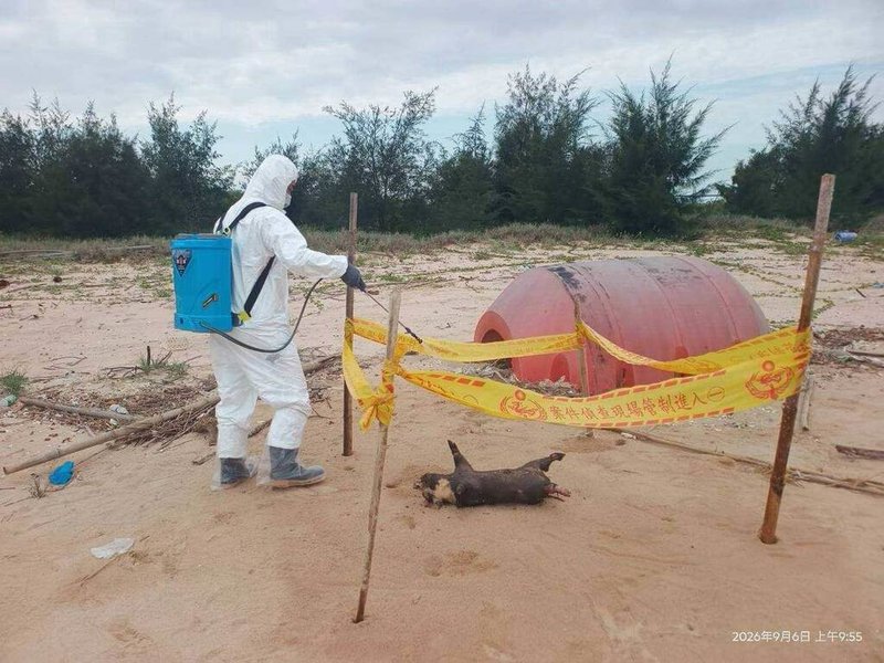 海巡署金馬澎分署第9岸巡隊日前在金門縣金寧鄉烏沙角岸際發現一具境外漂流豬屍，經動植物防疫所人員現場執行檢體採樣及消毒作業後隨即就地焚化掩埋，檢體後續送檢驗出非洲豬瘟陽性反應。（金門縣政府提供）中央社記者吳玟嶸傳真　115年9月8日