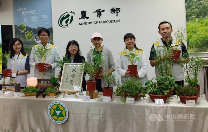 農業部林業試驗所8日公開介紹在宜蘭雙連埤發現香氣特殊的「石薺薴」，為當地耆老所稱「痱子草」，經化學分析後發現含有高階香水原料成分，並將此類特殊石薺薴取名為「犬香薷」，已建立繁殖技術並媒合開發出精油產品。中央社記汪淑芬攝　115年9月8日