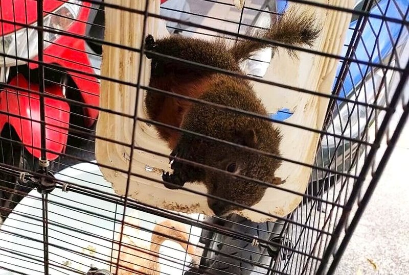 近來查獲多處非法飼養台灣原生赤腹松鼠，新北市動保處表示，依野生動物保育法規定，赤腹松鼠等台灣原生一般類野生動物，並非可任意自野外捕捉後作為私人寵物飼養，呼籲民眾切勿因一時興起或好奇，擅自捕捉、飼養。（動保處提供）中央社記者王鴻國傳真　115年9月9日