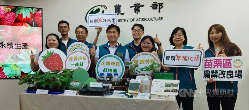草莓在台灣屬於高經濟價值作物，栽培面積漸增加，但近幾年面臨天候逆境，農業部苗栗區農業改良場組服務團隊，免費提供農友解決方案，9日舉行記者會說明。中央社記者汪淑芬攝  115年9月9日